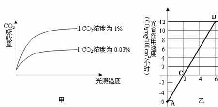 光照强度对光合速率的影响