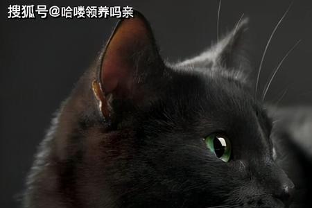 求解：家里来了一只黑猫怎么办