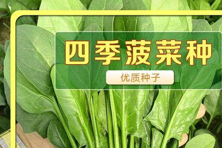 菠菜种子怎么搓掉壳