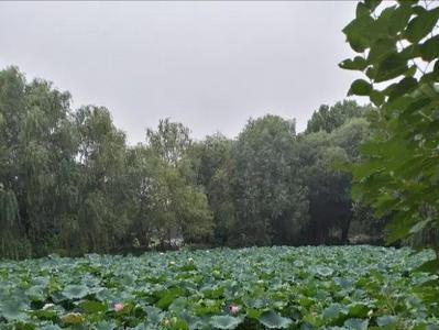 为什么夏季雨后有鸭子叫