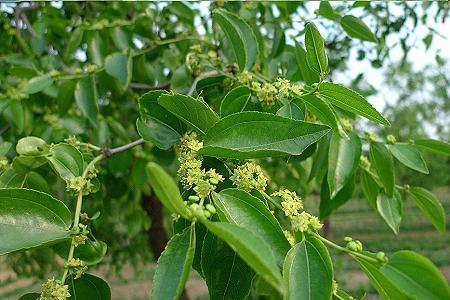 广东枣花是否流蜜