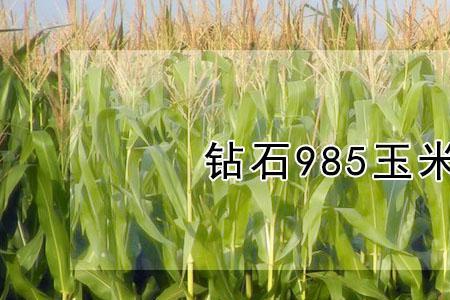 丰乐760玉米种介绍