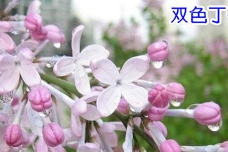 丁香花有毒吗什么季节种植适合