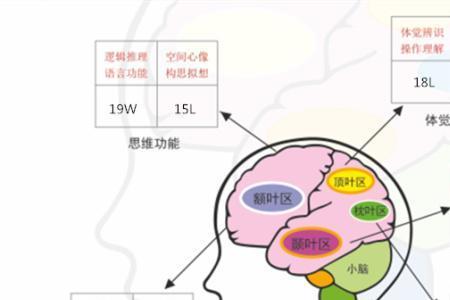 听觉型的人的特征