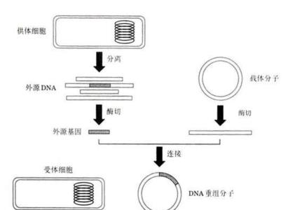 基因工程成功的关键