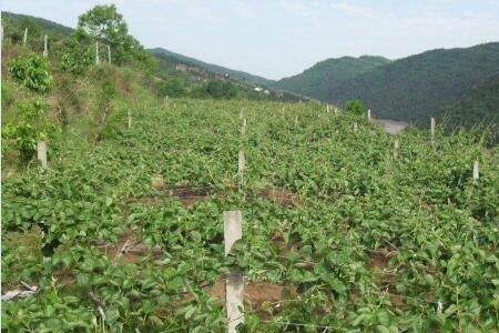 猕猴桃栽培技术公母种植株距