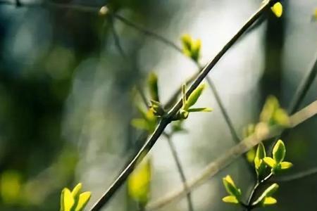 春天除了有春雨和春风还有什么