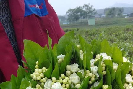 茉莉鲜切花花期多久