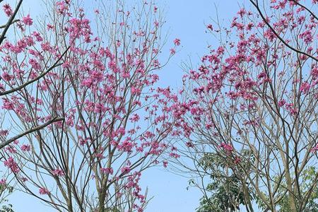 紫花风铃木有毒吗