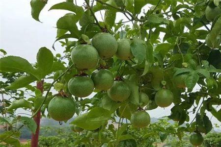 山东几月份种植百香果