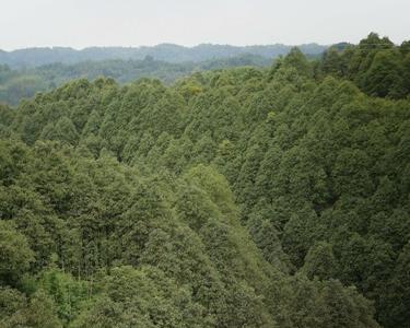 简述叙州区利于油樟生长的地形