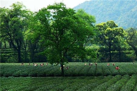 洞庭山茶产地