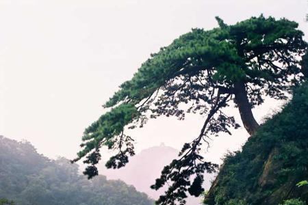 泰山有千年迎客松吗