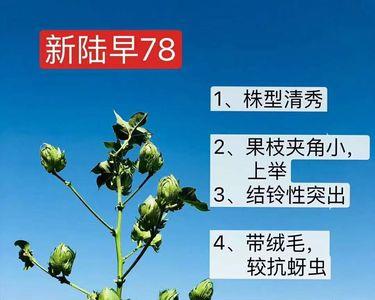 新陆早54号棉种最高产的棉花品种