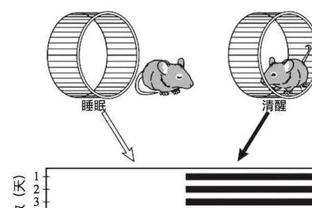 动物有哪些的生物钟