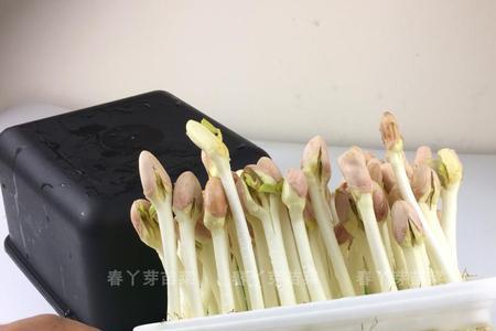 花生芽怎样制作发芽快又好秘诀