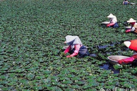 菱角种苗怎么保存