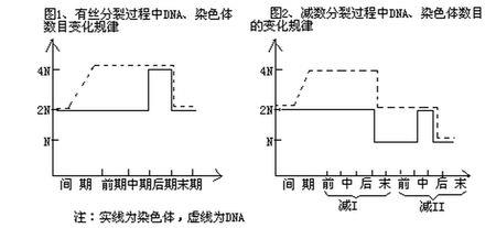 三分裂和四分裂什么意思