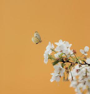 花开有时重逢无期什么意思