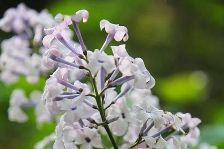 形容丁香花叶子的比喻句