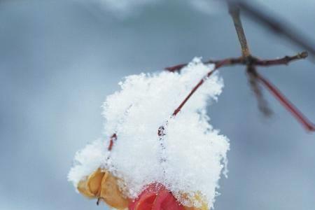 雪花是花的诗句