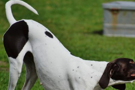 沃克犬和三色犬的区别