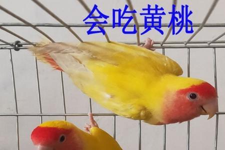 黄桃鹦鹉孵出小鸟需要喂什么