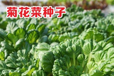 塔菜秋冬什么时候播种最好