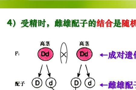 如何验证孟德尔定律