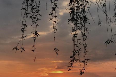 夕阳如画什么意思