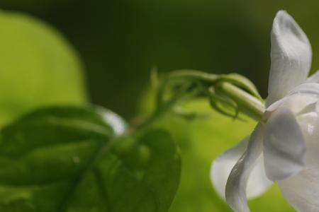 喜欢茉莉花的人什么性格