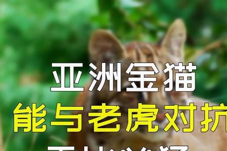 山西有亚洲金猫吗