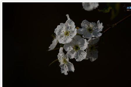 梨花傲雪什么意思