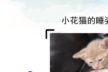 小猫的外形特点描写二年级