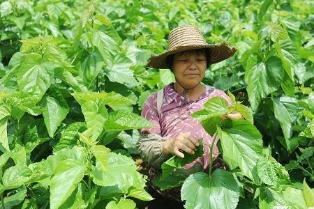 养蚕一年赚6万需要多少亩地