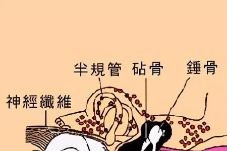 洗耳聆听的意思