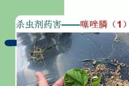 虫螨腈用量多少会出现药害