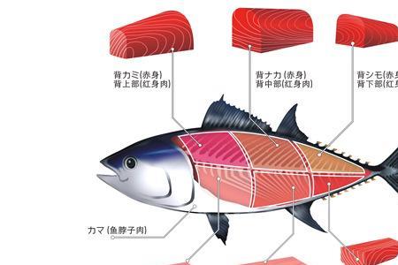 为啥蓝鳍金枪鱼比黄鳍贵