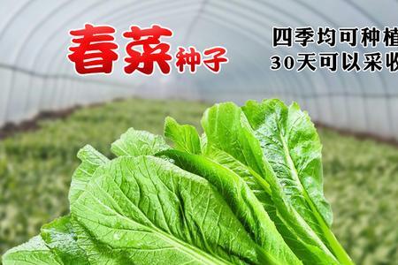 露天快菜亩产能有多少斤