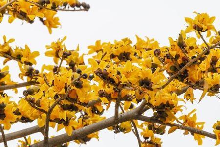 顺德以前的市花是什么花