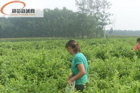 金银花栽植深度