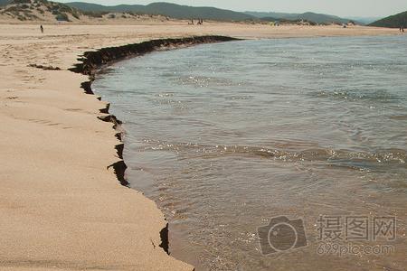 海边沙里长条的是啥