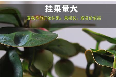 小叶菩提盆栽多久结果