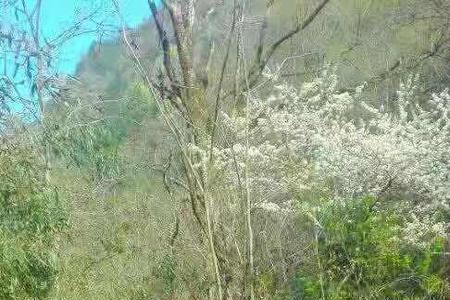 妙峰山桃花溪景区  门票