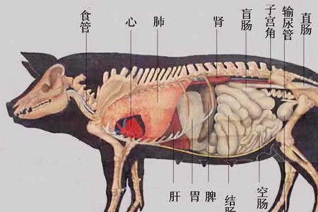 七层肉是猪哪个部位一