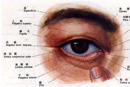 眼睛内角有什么结构