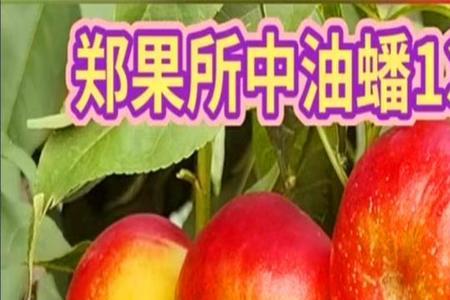 中油蟠8号品种介绍