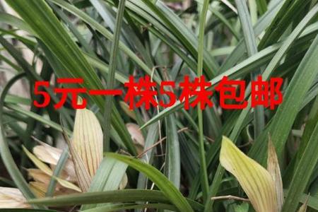 建兰几片叶子能开花