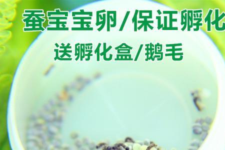 蚕卵没有孵化有生命吗