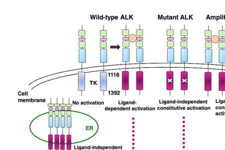 alk突变特点
